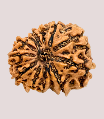 12 Mukhi