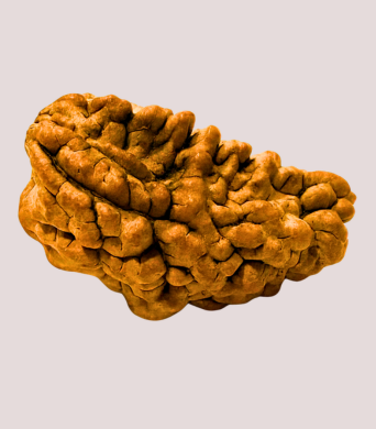 1 Mukhi
