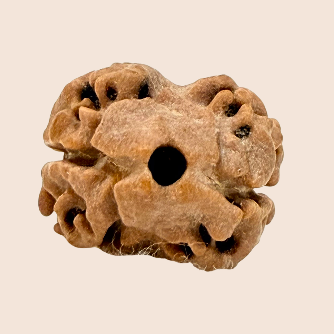 2 Mukhi