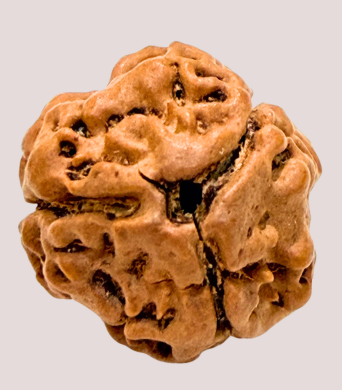 3 Mukhi