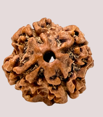 4 Mukhi