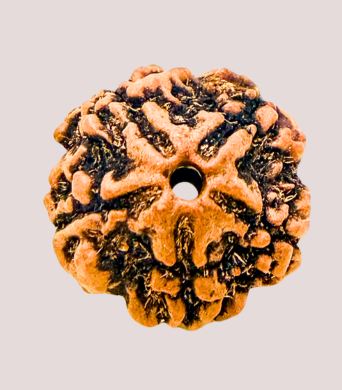 5 Mukhi
