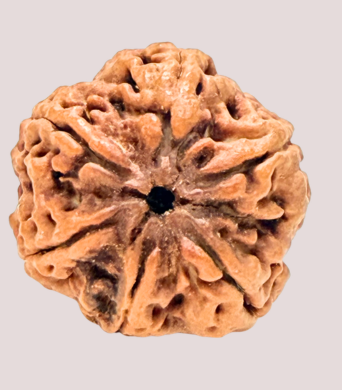 6 Mukhi