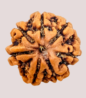 7 Mukhi