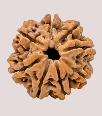 8 Mukhi