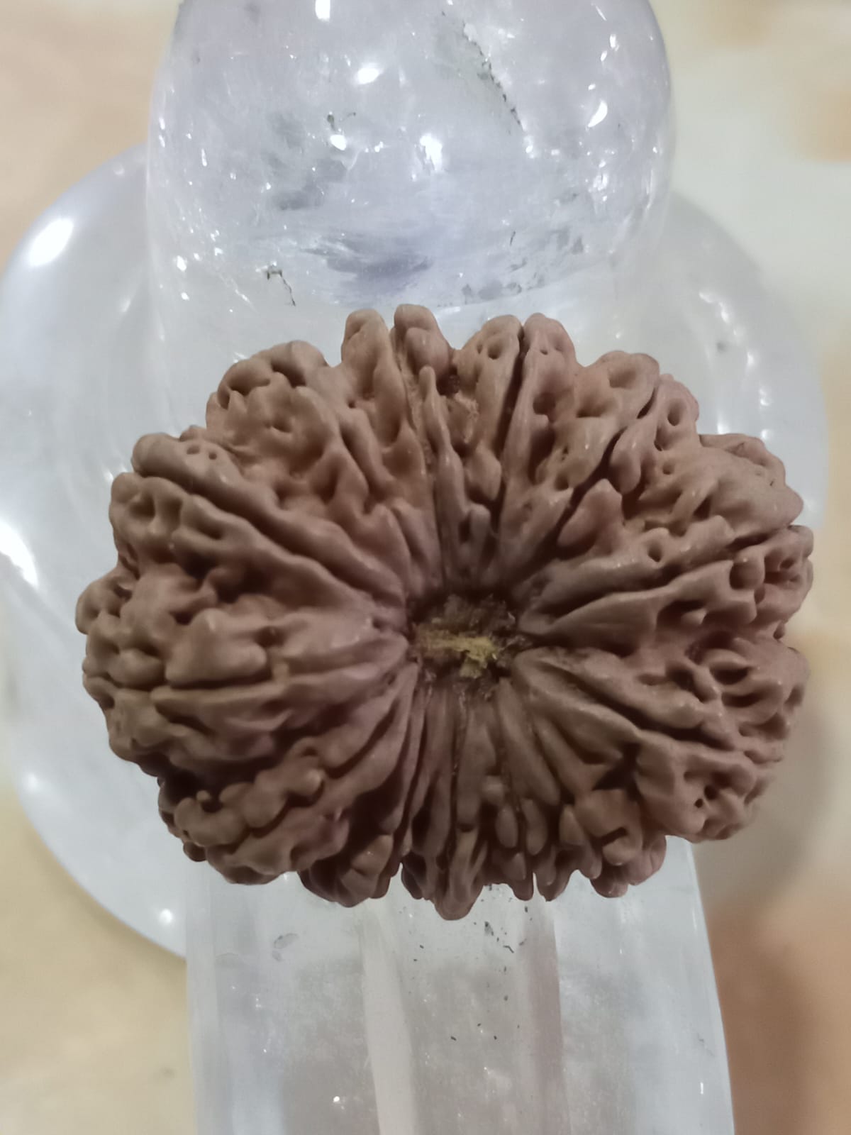 16 Mukhi