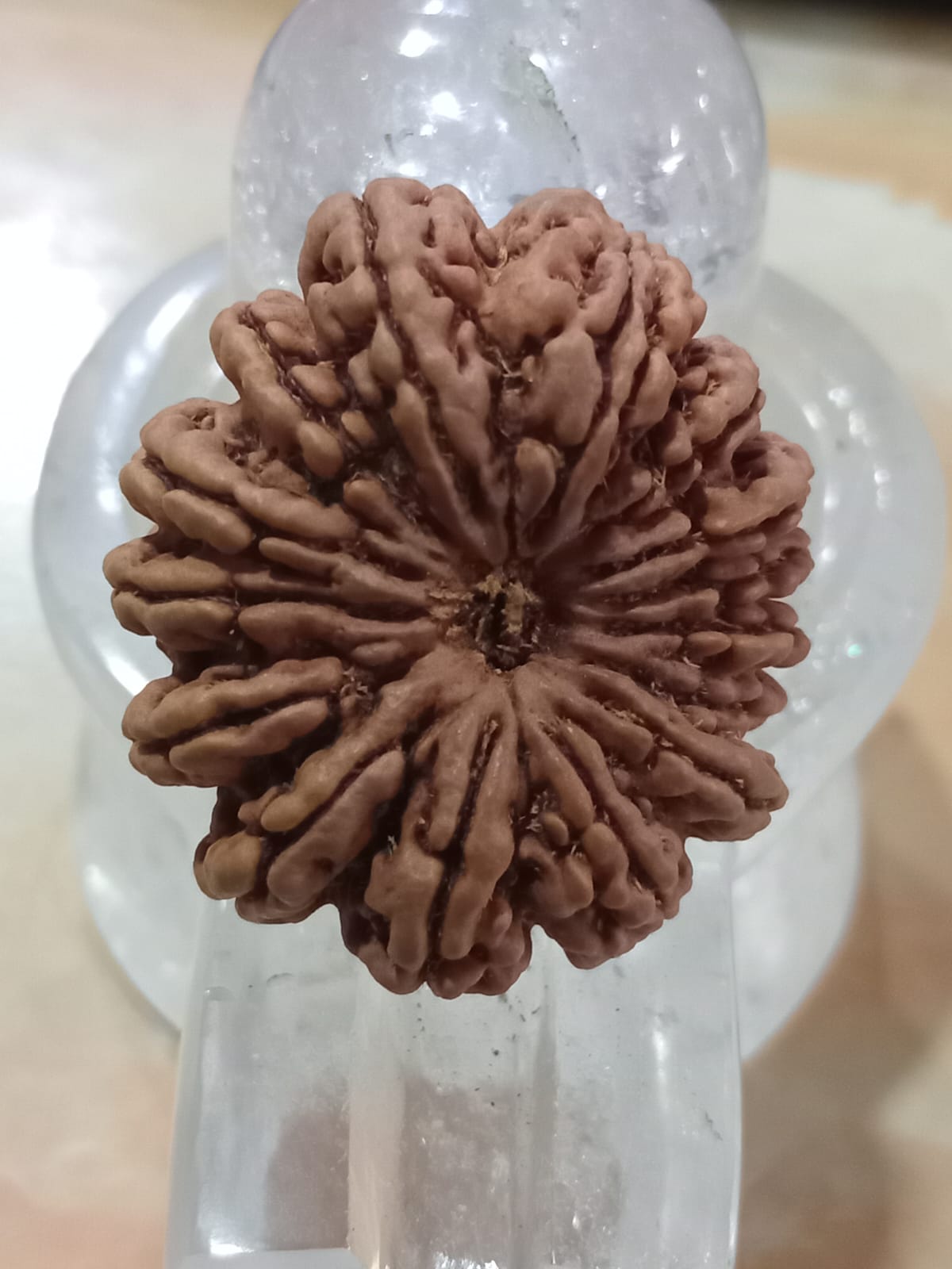 13 Mukhi