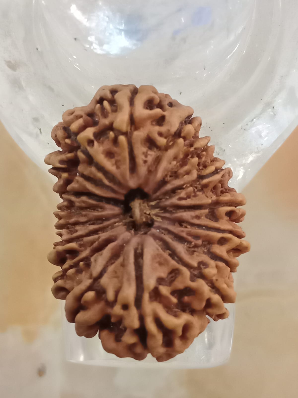 18 Mukhi