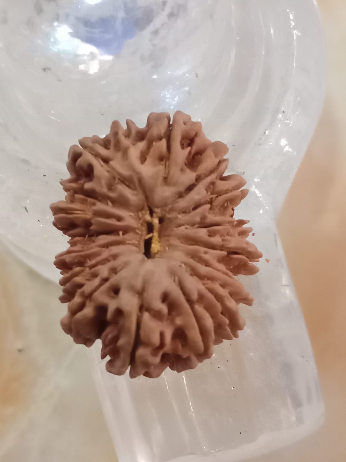 14 Mukhi