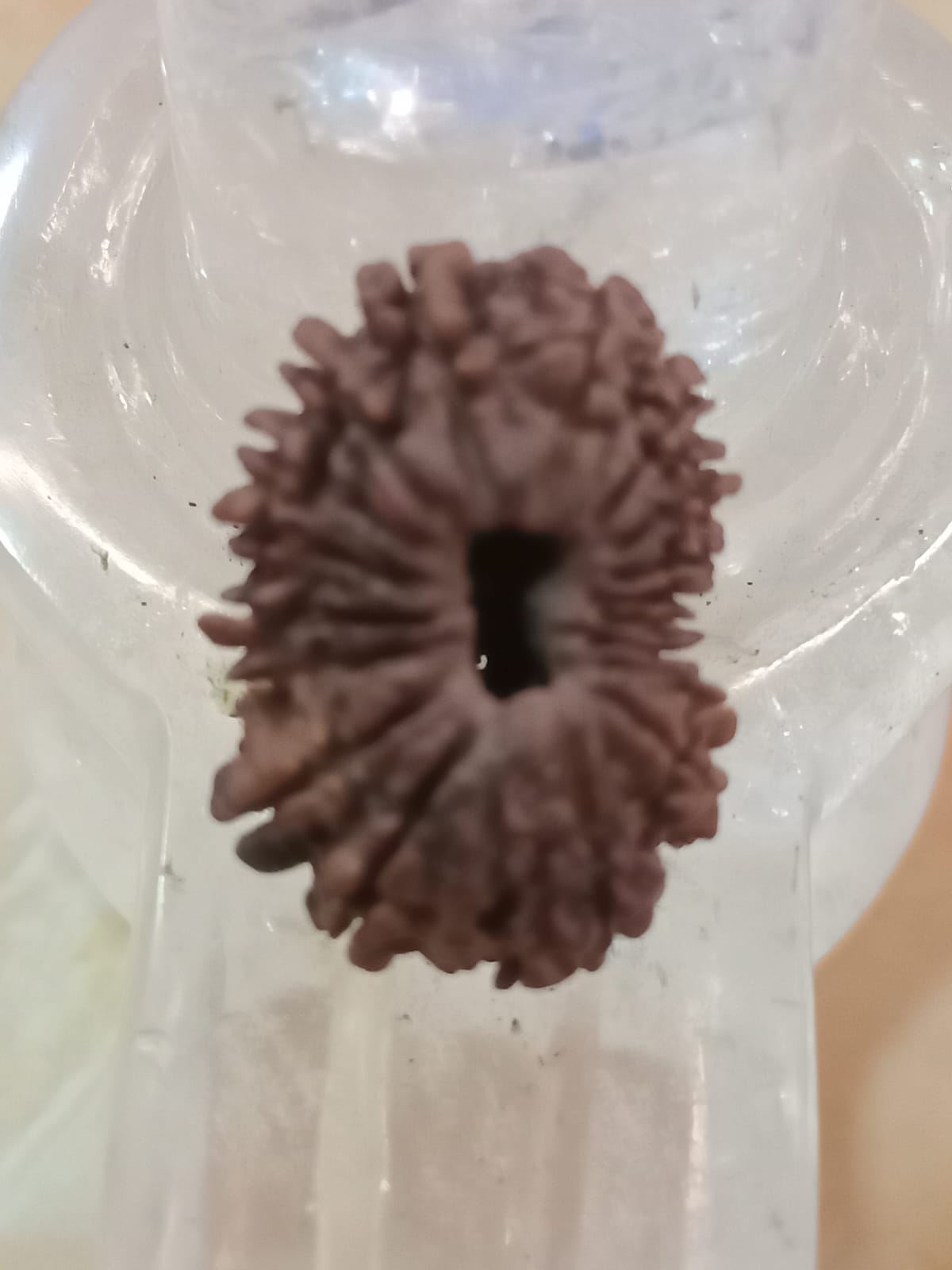 19 Mukhi