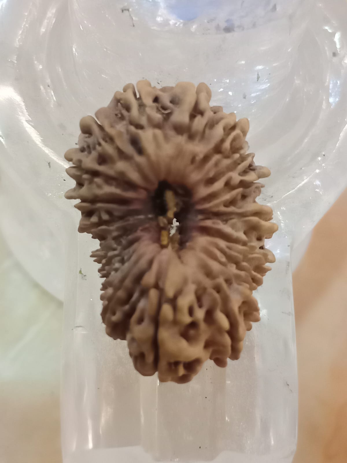 21 Mukhi