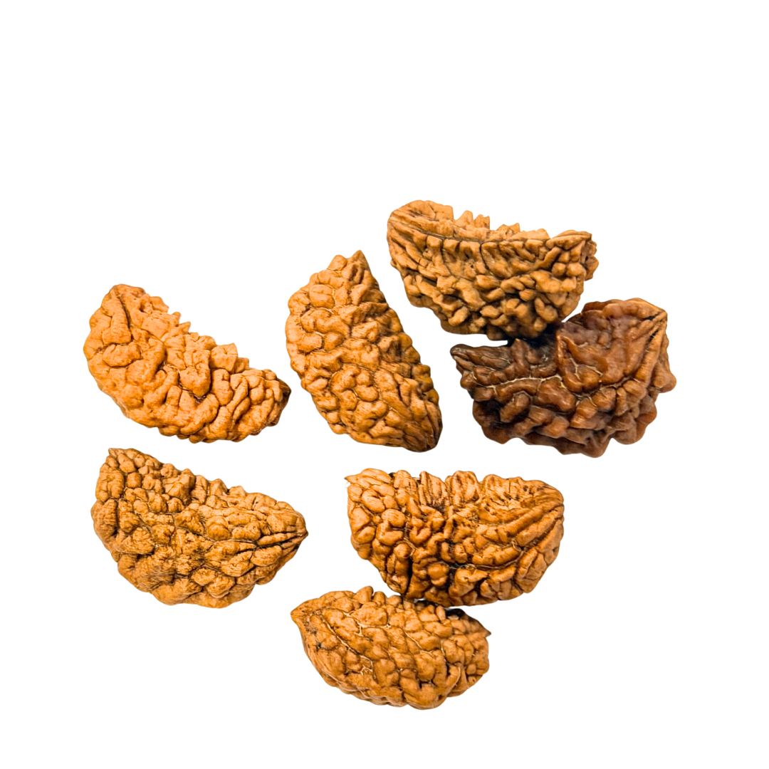 1 Mukhi Rudraksha Kaju Dana
