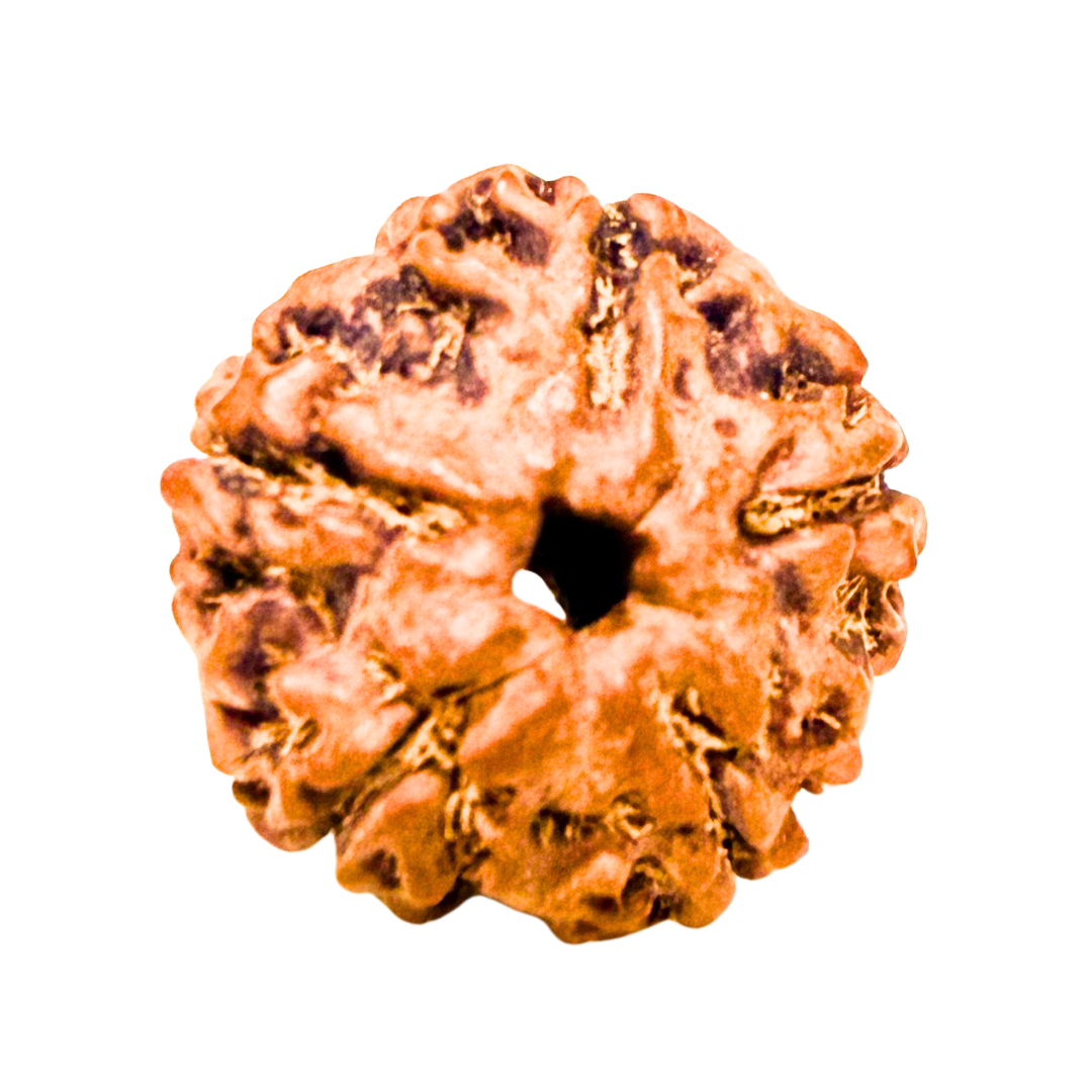 Original 5 Mukhi Nepali Rudraksha