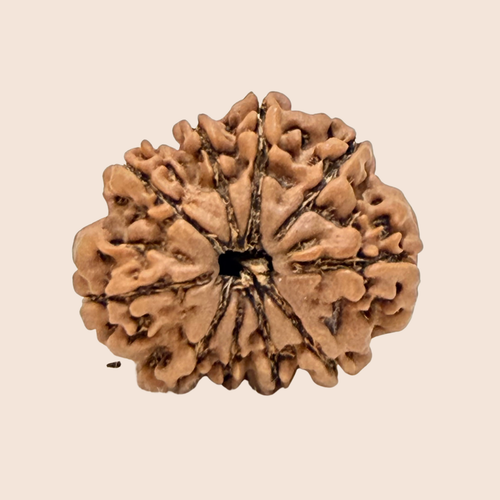 10 Mukhi Nepali Rudraksha