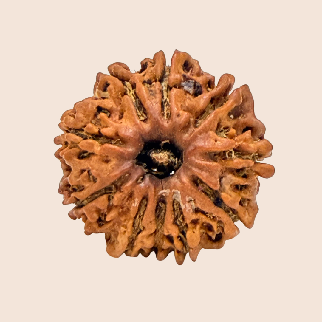 10 Mukhi Nepali Rudraksha