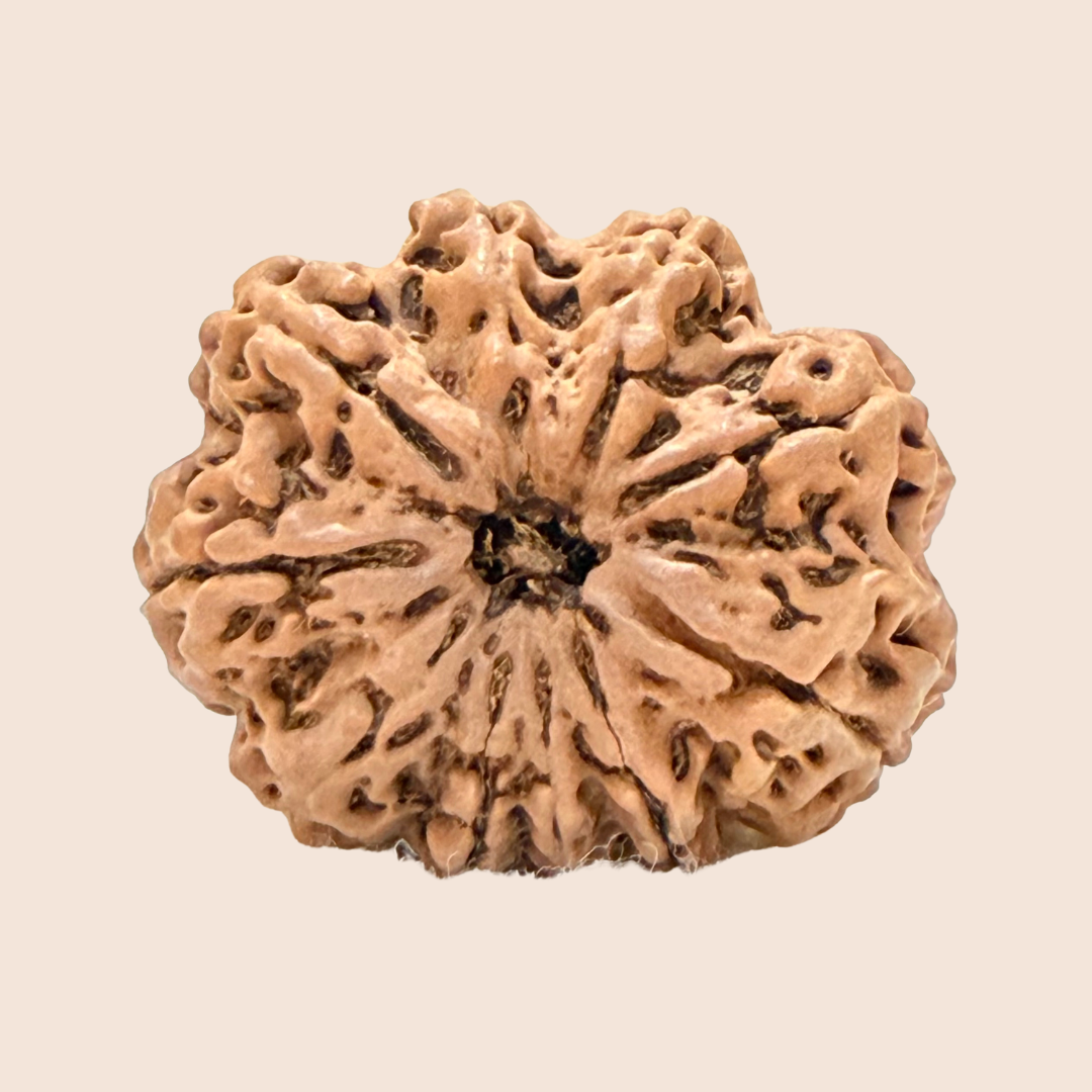 10 Mukhi Nepali Rudraksha
