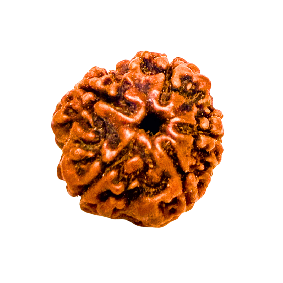 Original 5 Mukhi Nepali Rudraksha