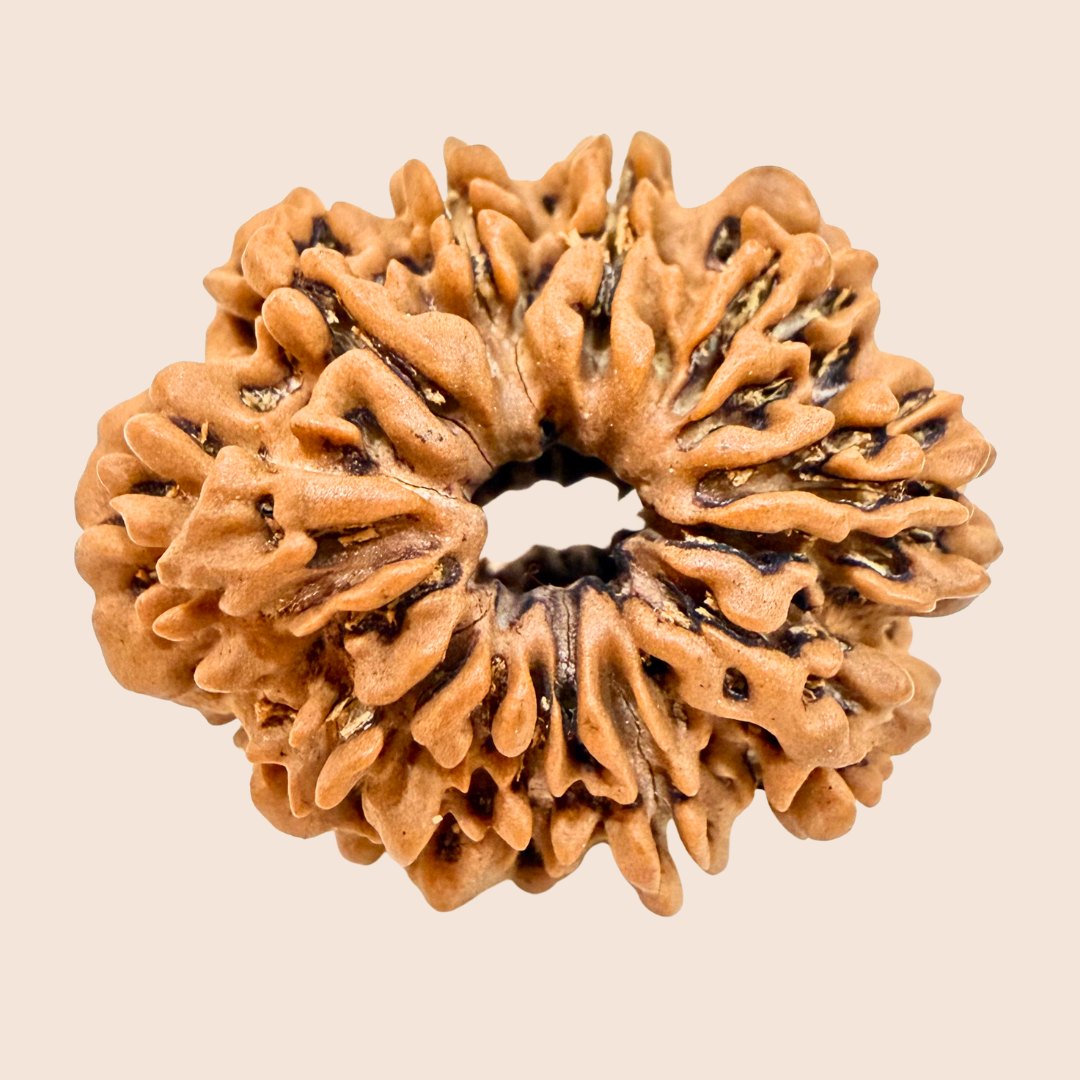 11 Mukhi Nepali Rudraksha