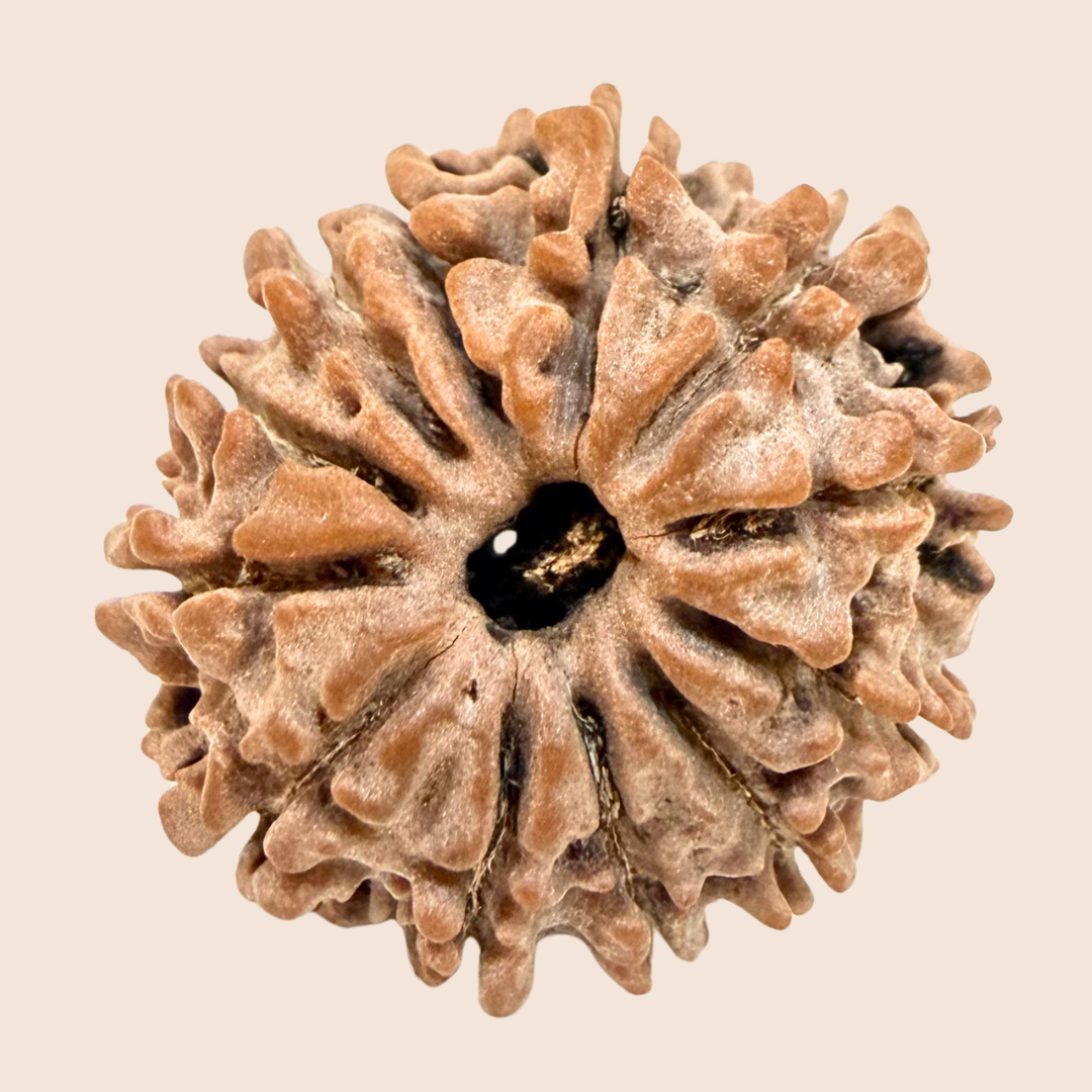 11 Mukhi Nepali Rudraksha