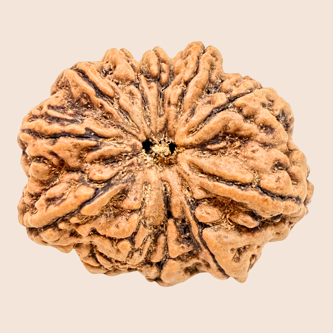 11 Mukhi Nepali Rudraksha