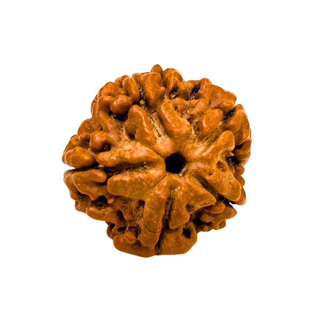 Original 5 Mukhi Nepali Rudraksha