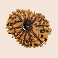 12 Mukhi Nepali Rudraksha