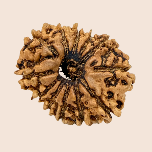 12 Mukhi Nepali Rudraksha