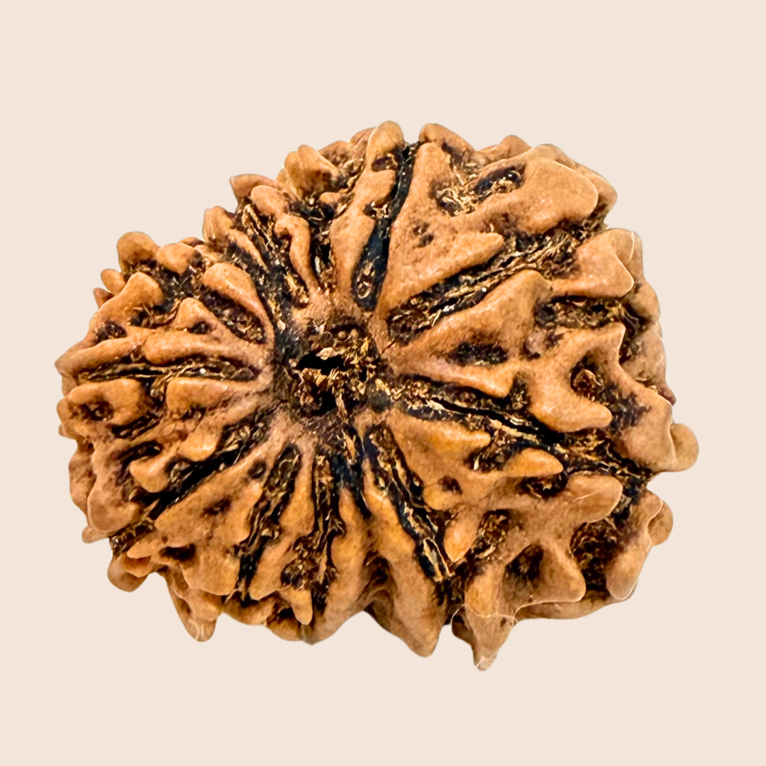 12 Mukhi Nepali Rudraksha