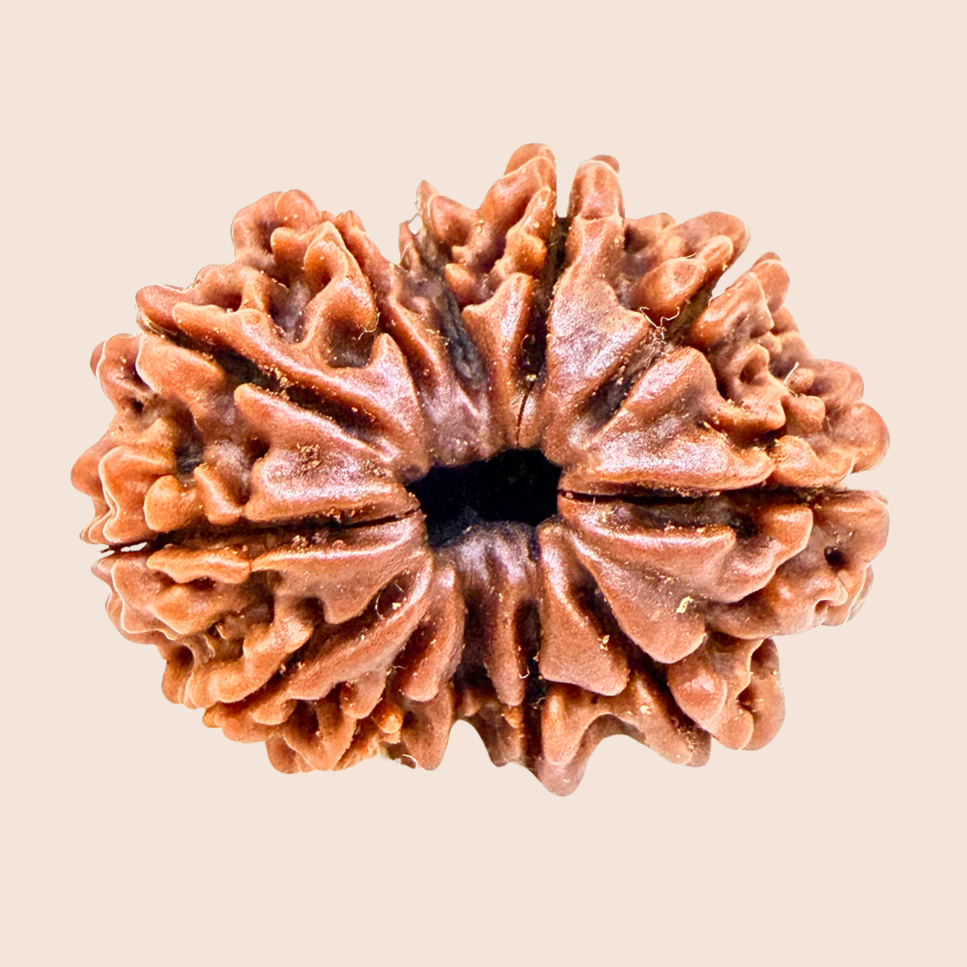 12 Mukhi Nepali Rudraksha