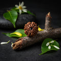 13 Mukhi Nepali Rudraksha is traditionally associated with Lord Indra, the king of the Devas.