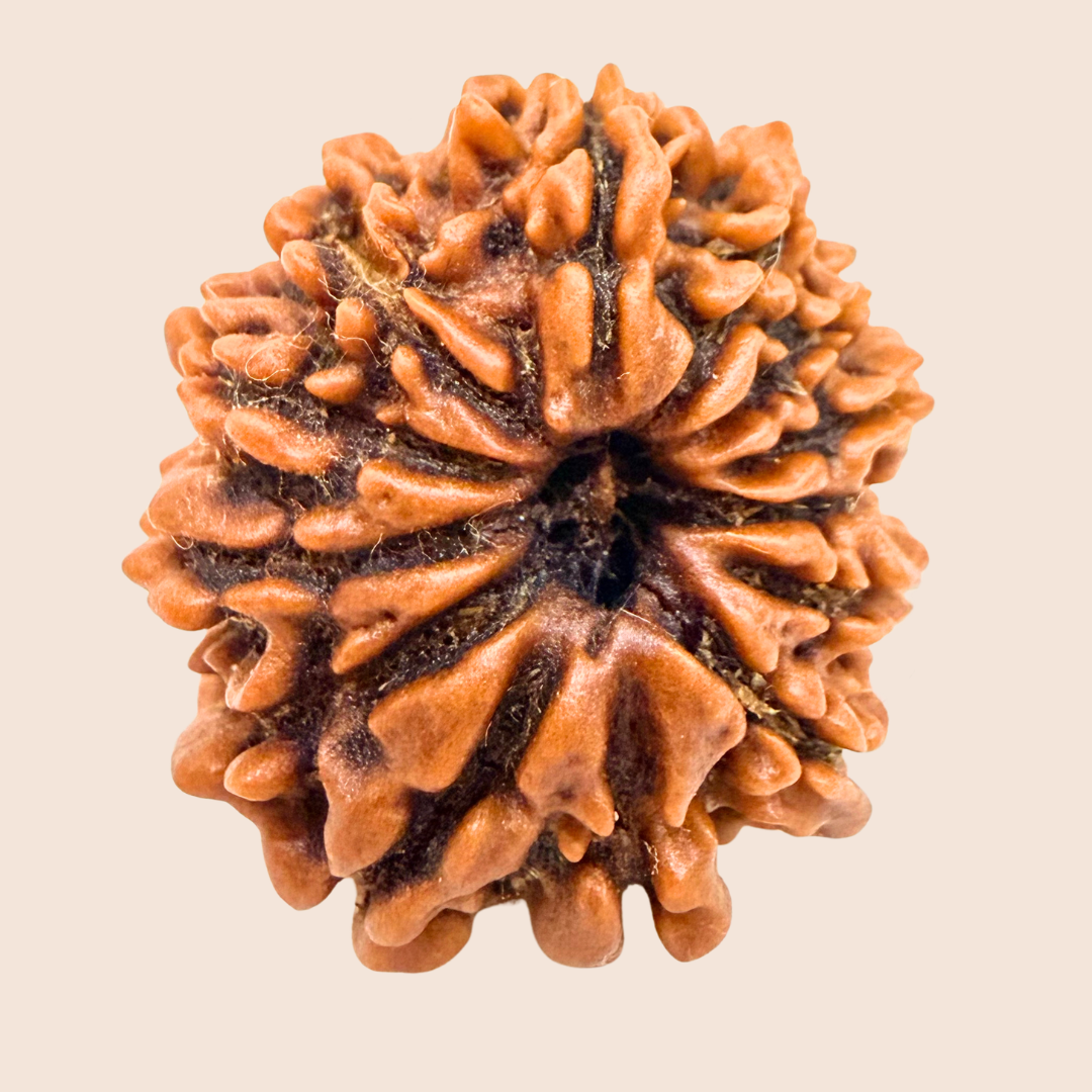 13 Mukhi Nepali Rudraksha
