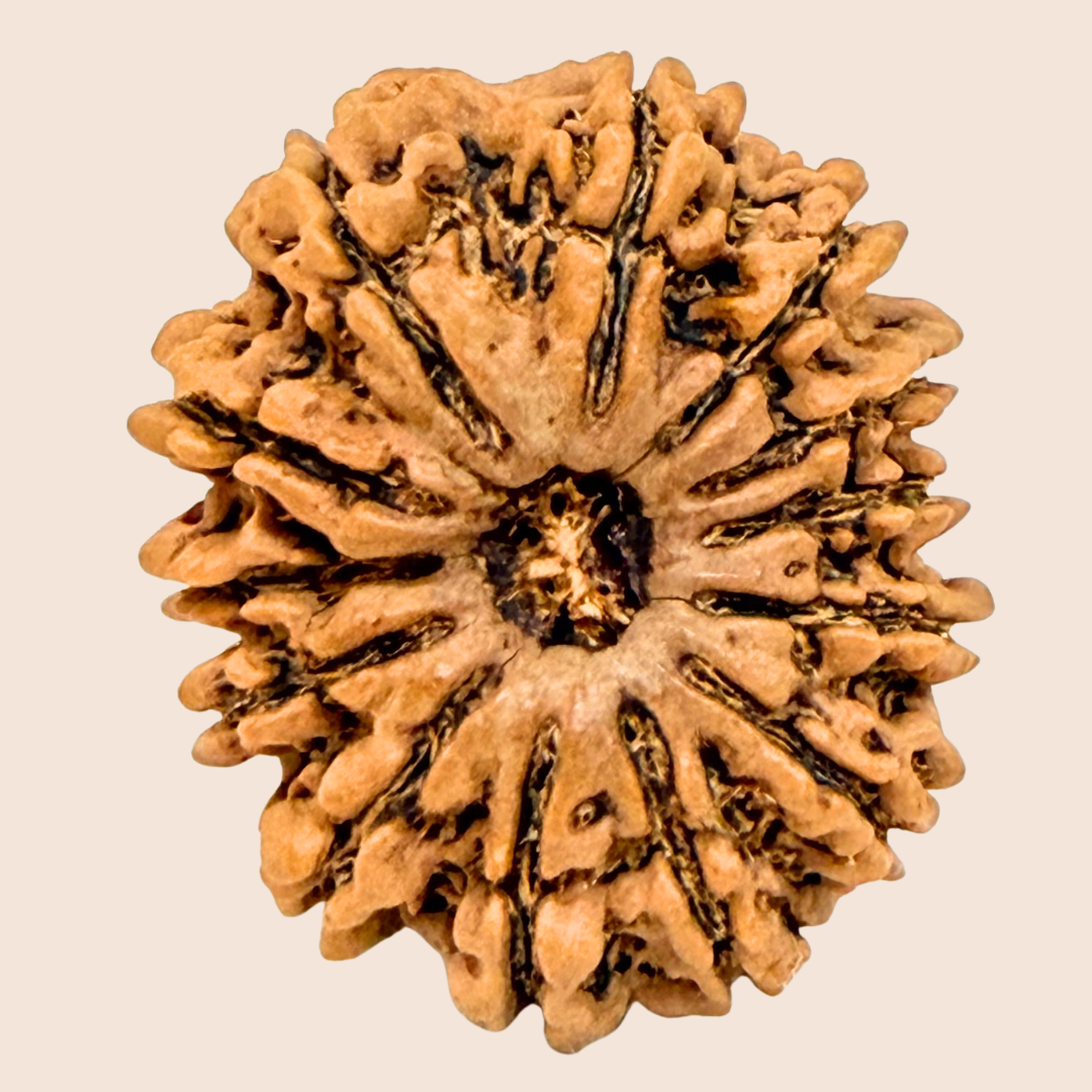 13 Mukhi Nepali Rudraksha