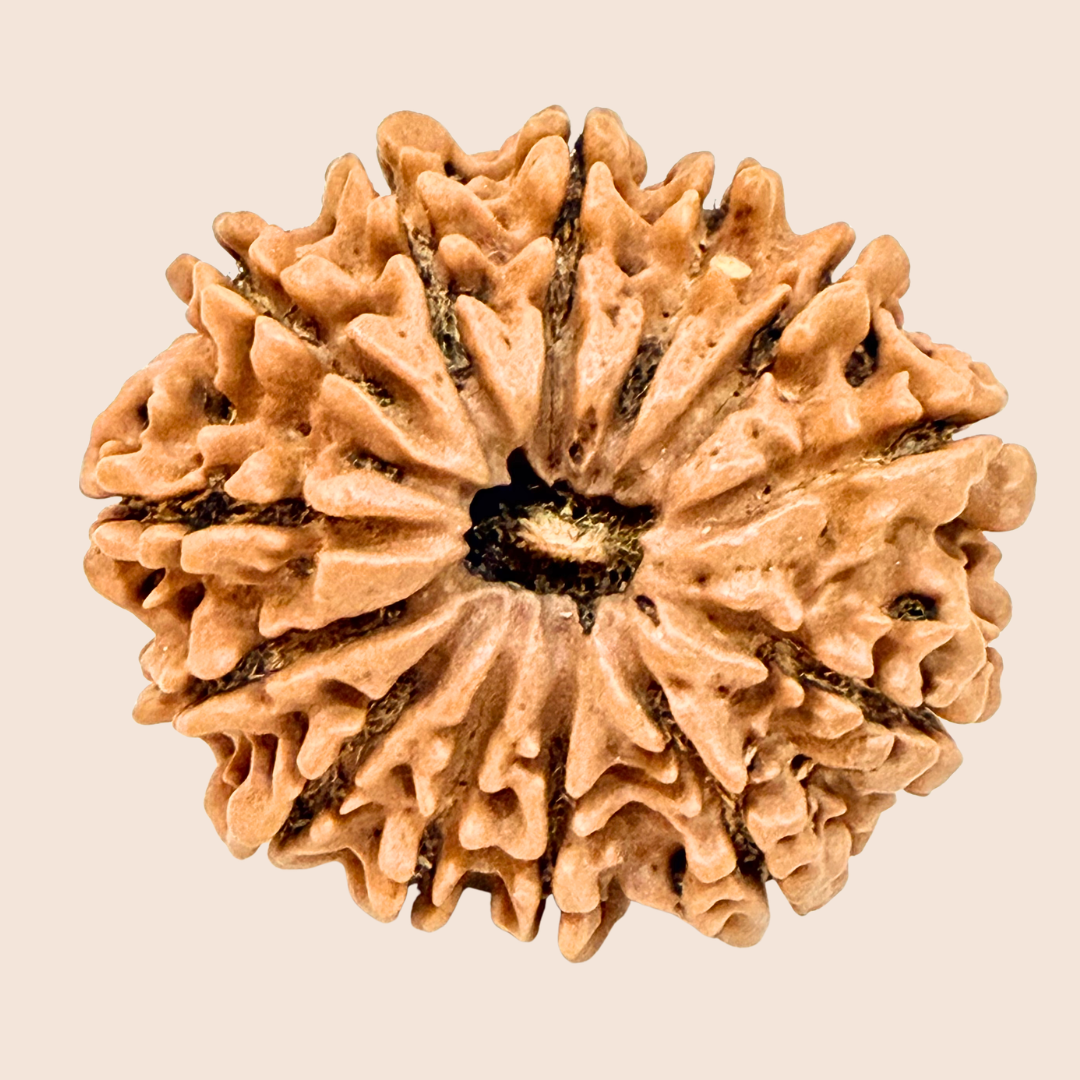 13 Mukhi Nepali Rudraksha