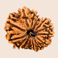 14 Mukhi Nepali Rudraksha