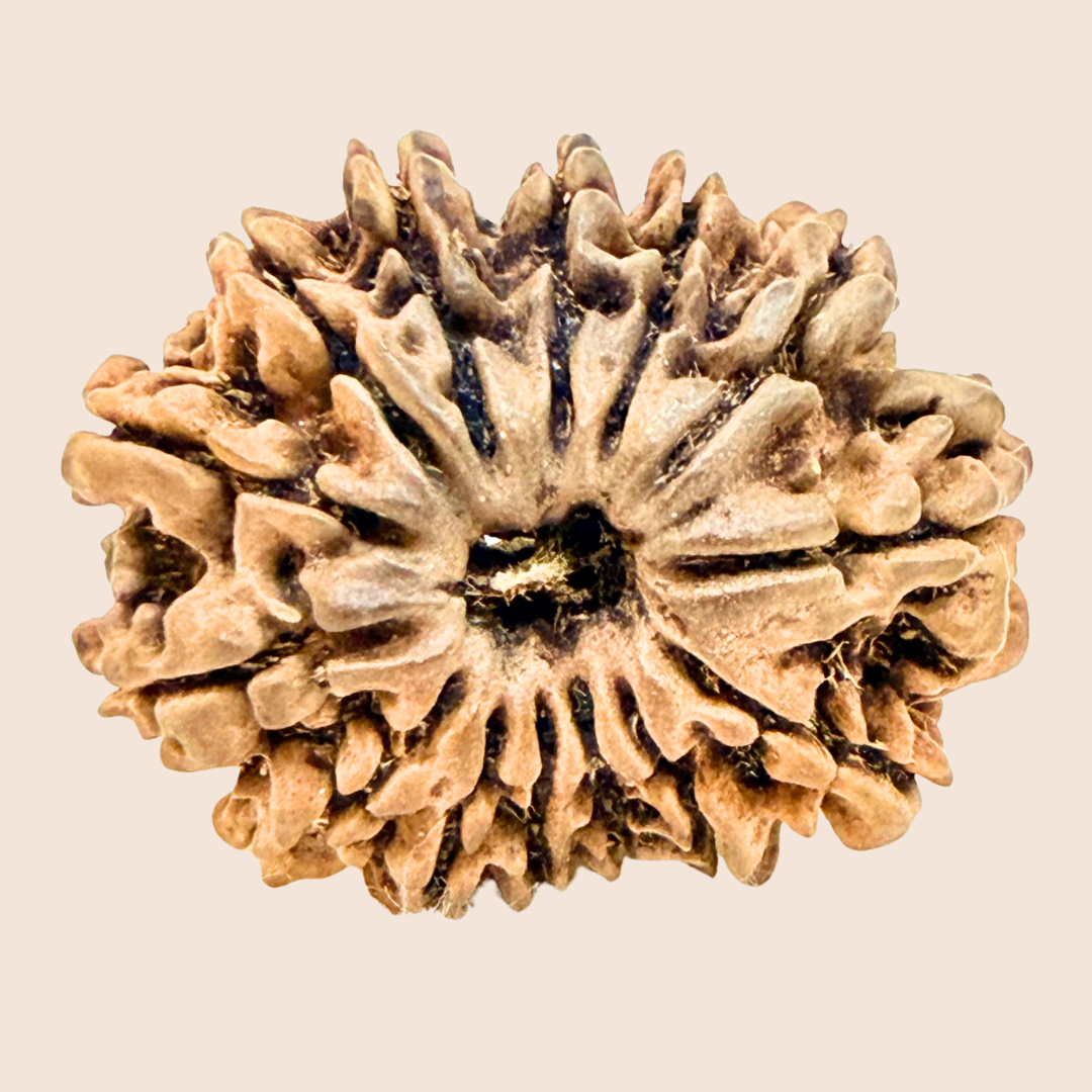 14 Mukhi Nepali Rudraksha