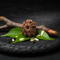 Traditionally associated with Lord Hanuman & Lord Shiva