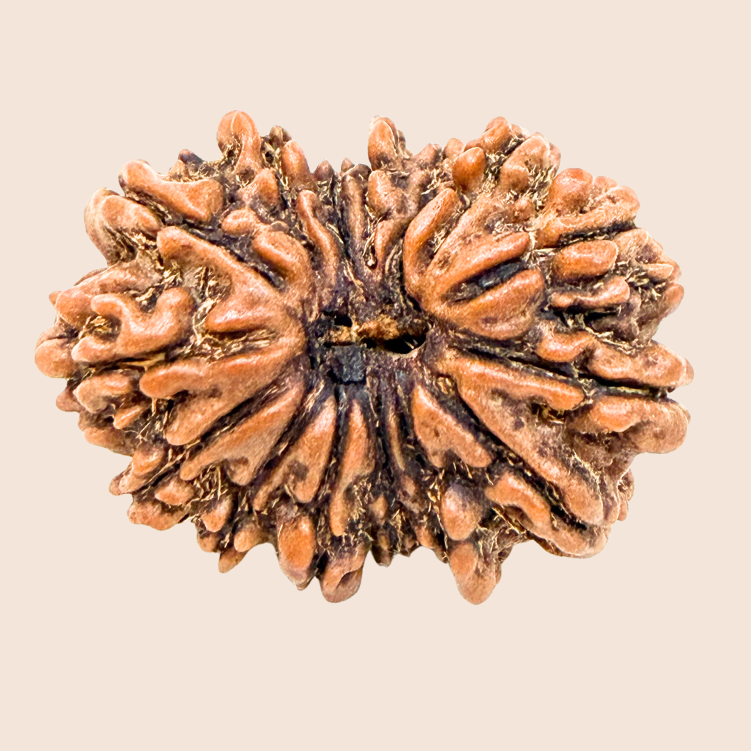 15 Mukhi Nepali Rudraksha Pathari Clear line Bead