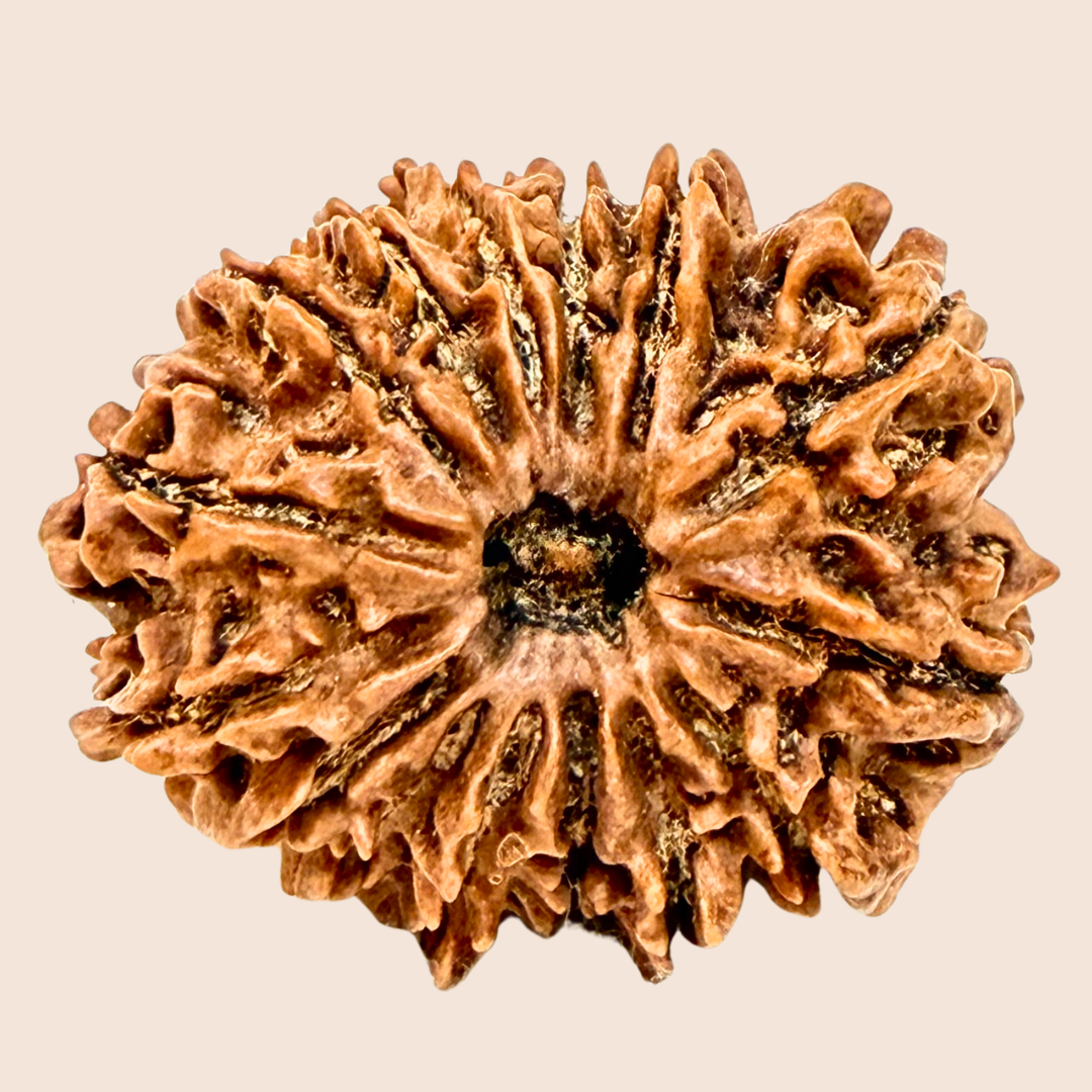 15 Mukhi Nepali Rudraksha Pathari Clear line Bead