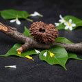 18 Mukhi Rudraksha is traditionally associated with Bhumi Devi (Mother Earth), symbolizing stability, abundance, nourishment, and inner strength.