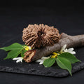 19 Mukhi Rudraksha is traditionally associated with Lord Narayana (Lord Vishnu) and is revered as a symbol of divine grace, prosperity, protection, and fulfillment.