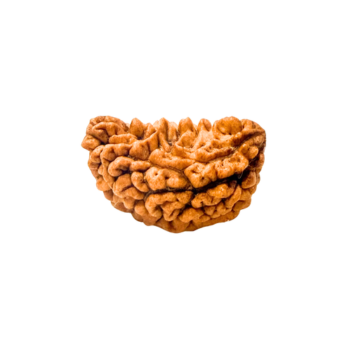 1 Mukhi Rudraksha Kaju Dana