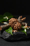 The 20 Mukhi Rudraksha is traditionally associated with Lord Brahma, the Creator, and symbolizes divine wisdom, higher consciousness, creativity, and spiritual knowledge.