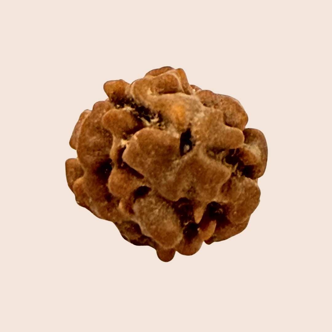2 Mukhi Nepali Rudraksha
