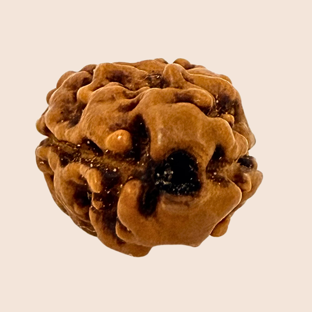 2 Mukhi Nepali Rudraksha