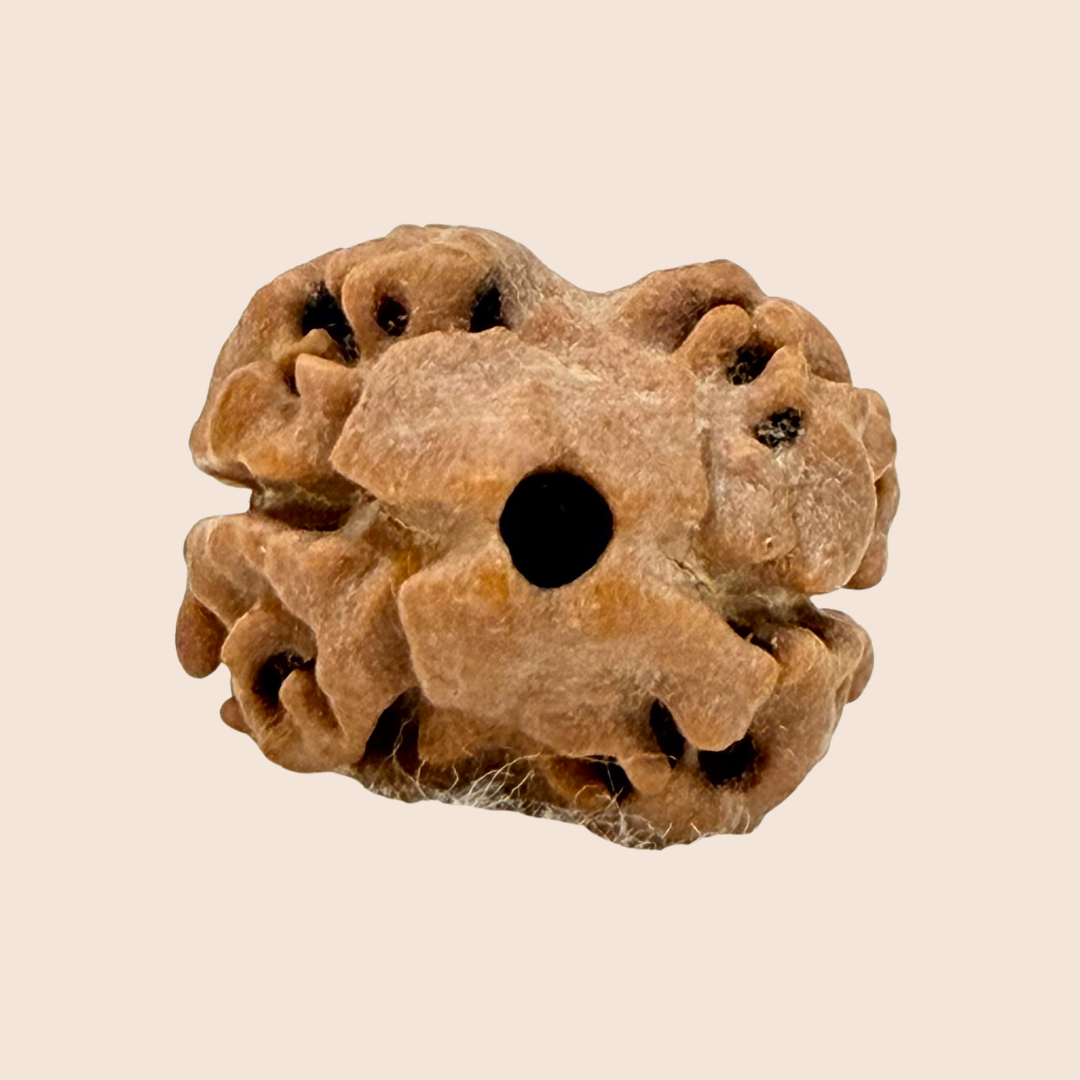 2 Mukhi Nepali Rudraksha