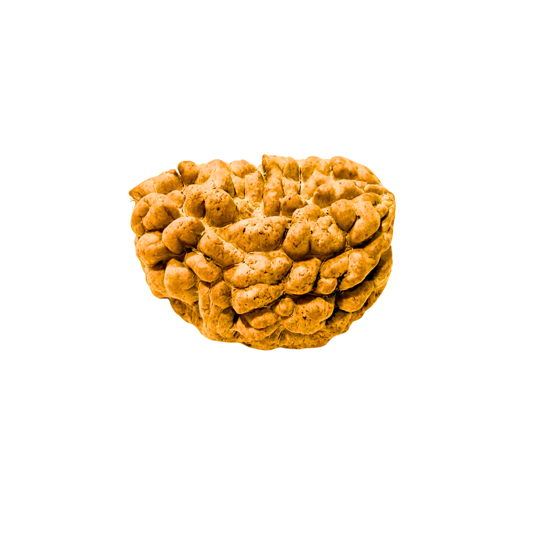 1 Mukhi Rudraksha Kaju Dana
