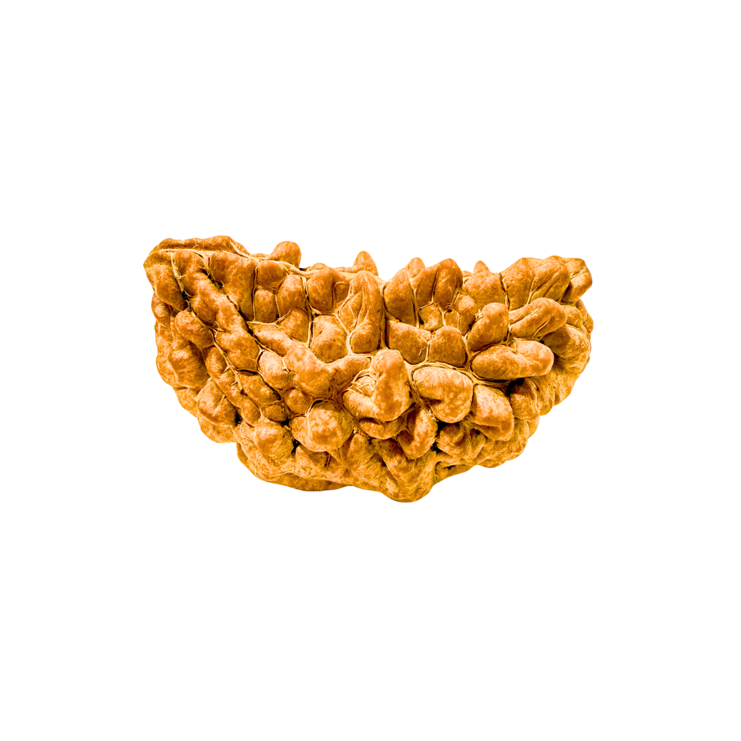 1 Mukhi Rudraksha Kaju Dana