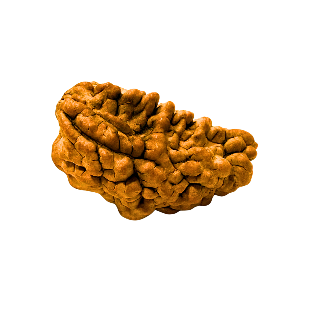 1 Mukhi Rudraksha Kaju Dana