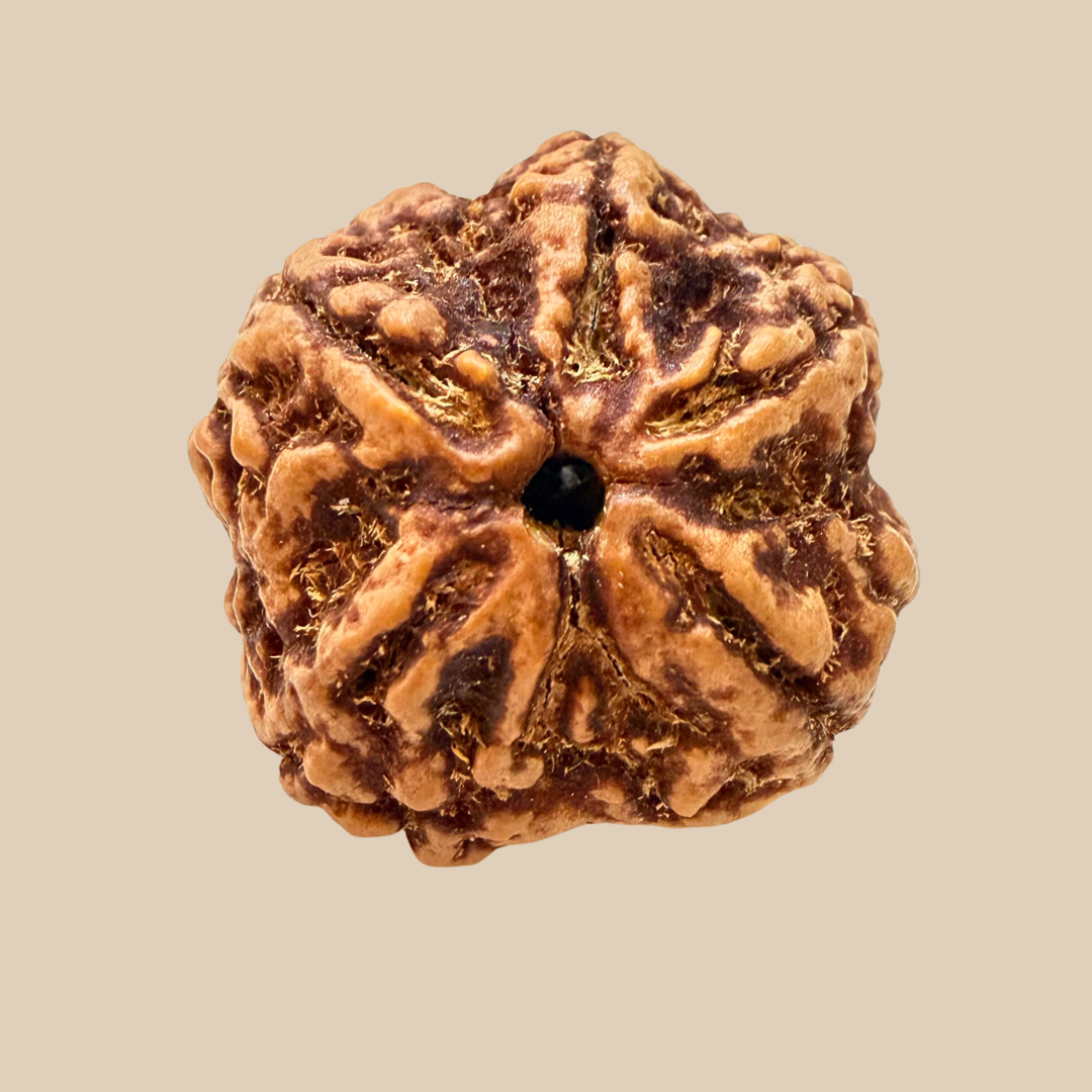 5 Mukhi Nepali Rudraksha