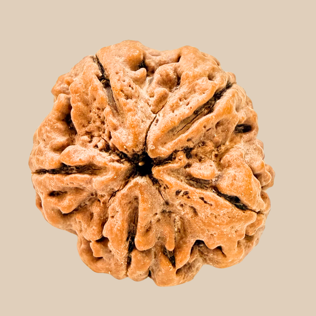 5 Mukhi Nepali Rudraksha